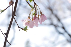 桜の季節