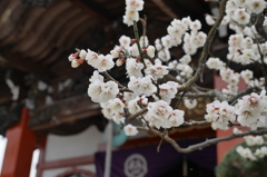 大光寺の梅