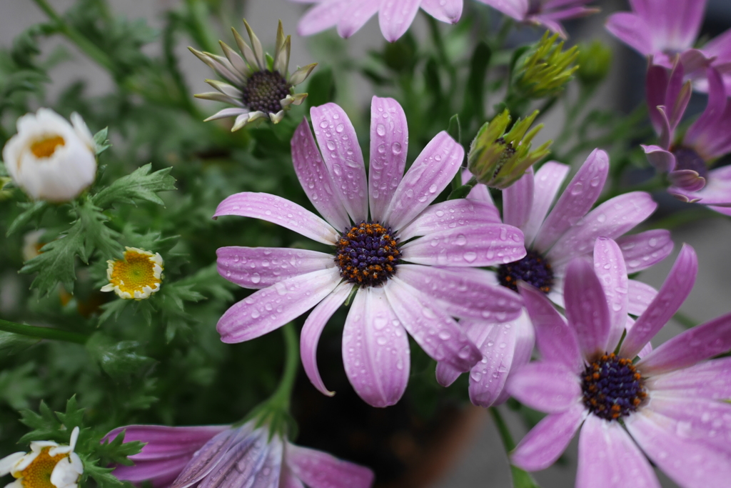 water drops on flower