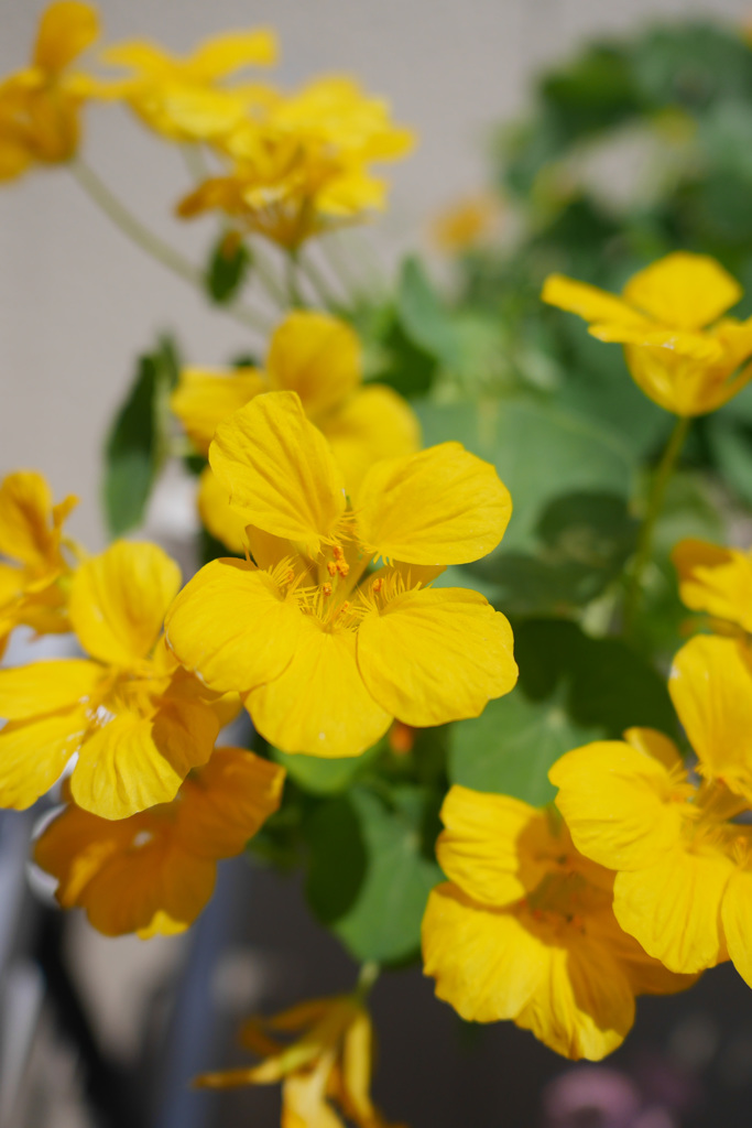 yellow flower