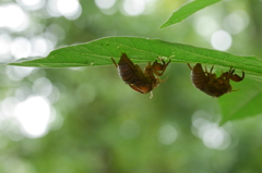 夏の終わり、セミの脱け殻