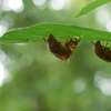 夏の終わり、セミの脱け殻