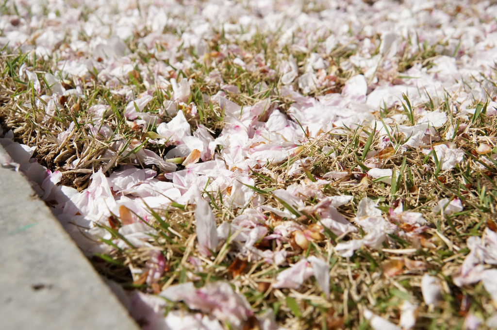 桜の花びら