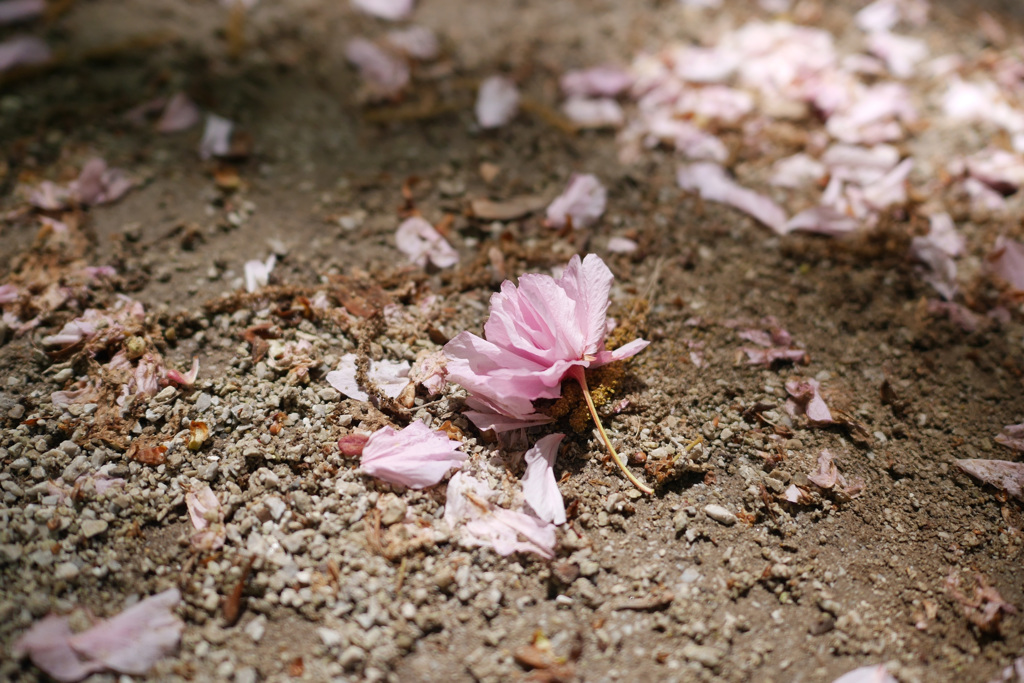 花びら、落つ。