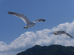 カメラ目線のカモメ