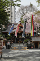 鯉のぼり