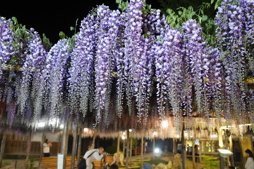 北方博物館・藤棚ライトアップ