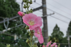 線路際の花