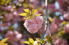 八重桜