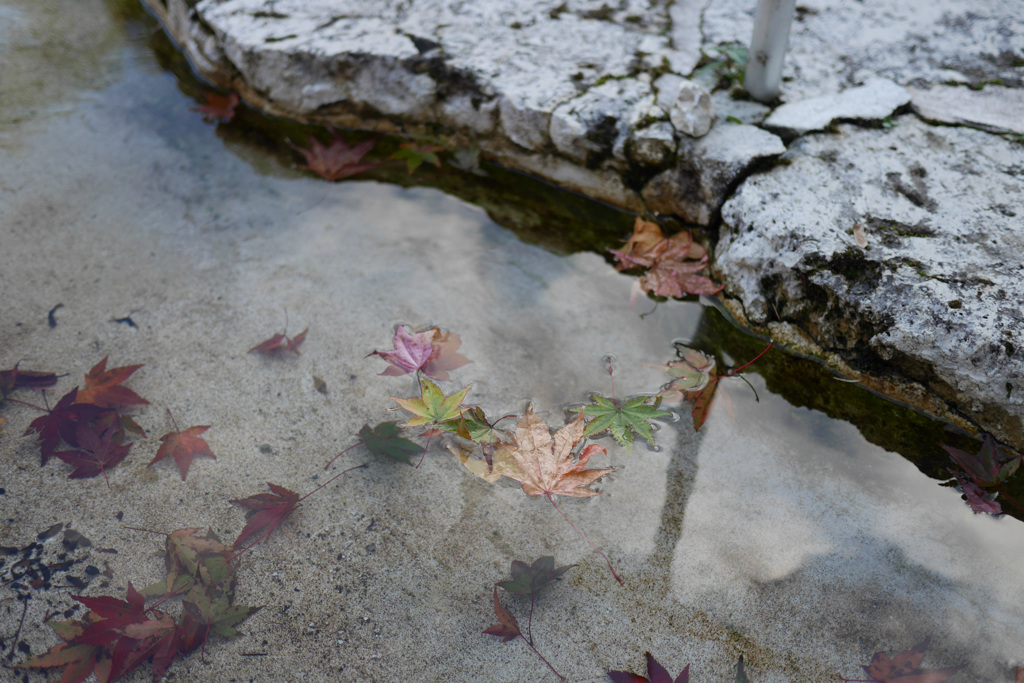 水面に浮かぶ紅葉