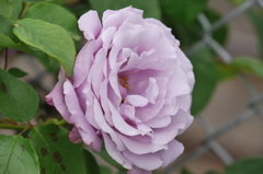 flowers01