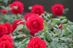 flowers04
