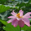 蓮の花・新潟　瓢湖