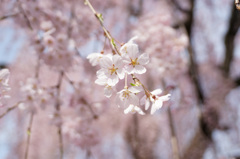 2014年、東京高専の桜