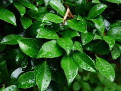 雨に濡れたツバキ