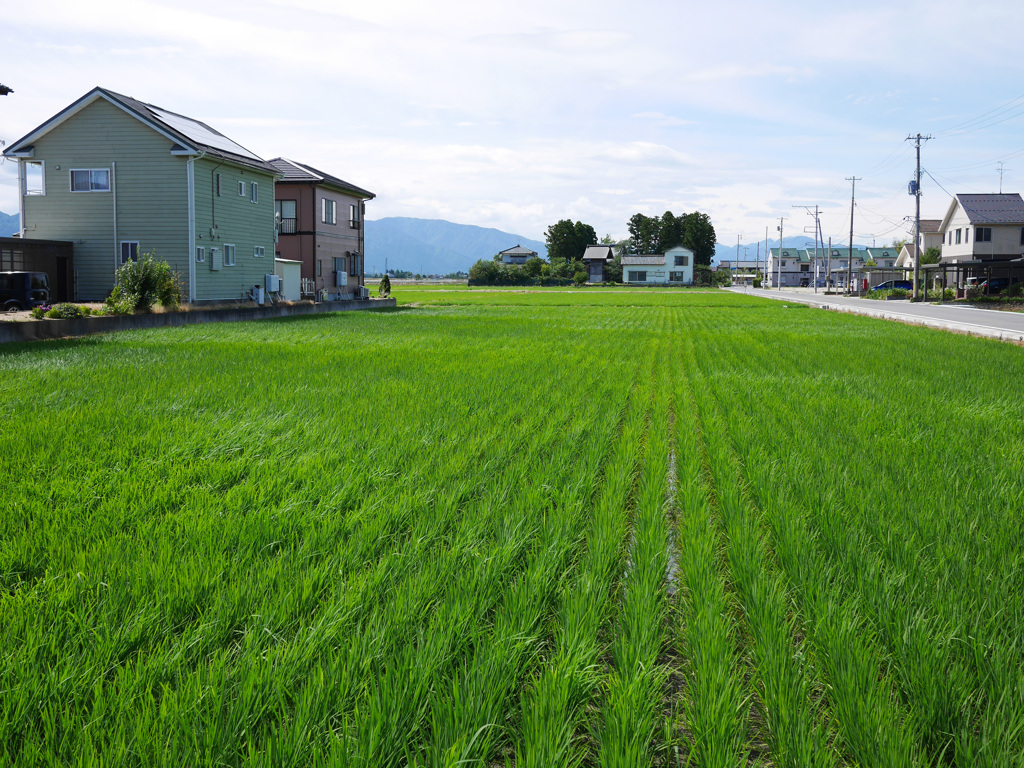 水田（新潟）