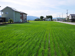 水田（新潟）
