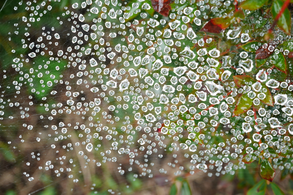 Constellation of Spiders