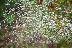 Constellation of Spiders