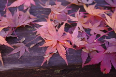 散る紅葉