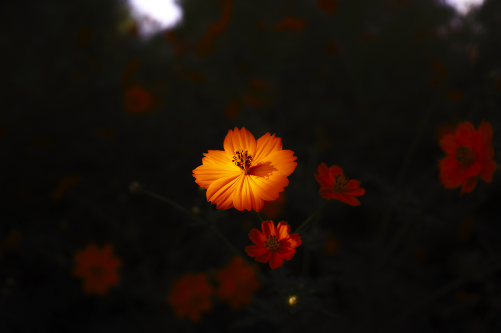 cosmos