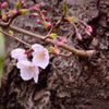 芽生え