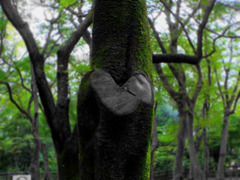 愛の樹