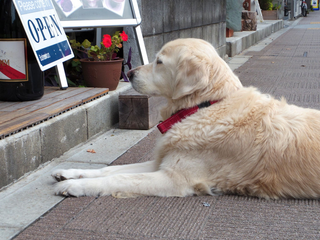 看板犬