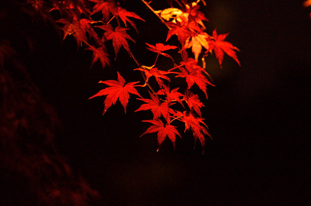 紅葉