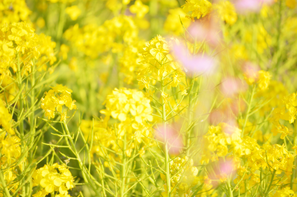 yellow  and pink
