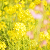 yellow  and pink