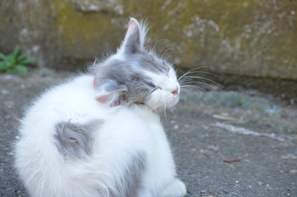 猫島の仔