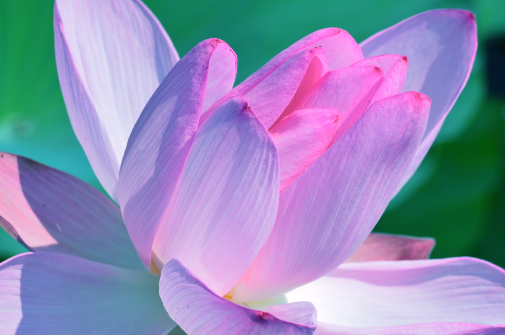 開花