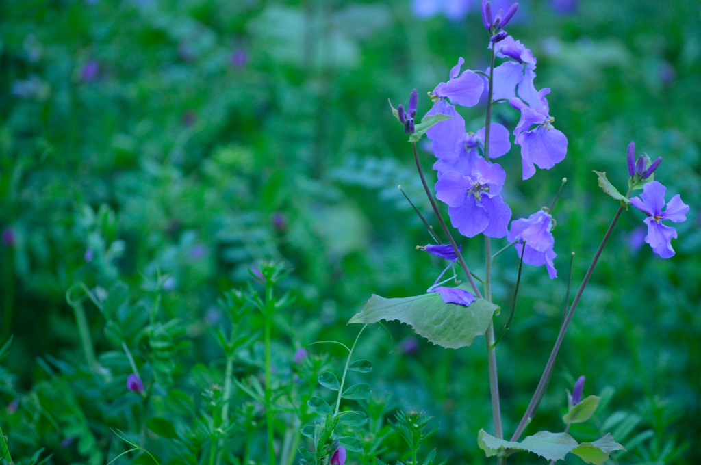 花大根