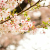 春の風