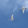 空と白鳥