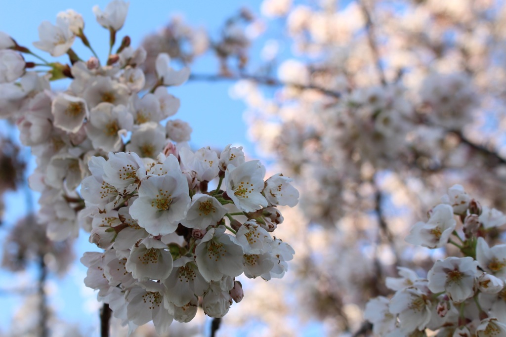 桜 No.2