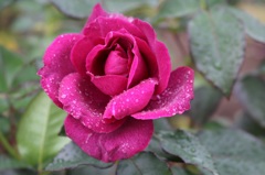 薔薇と滴