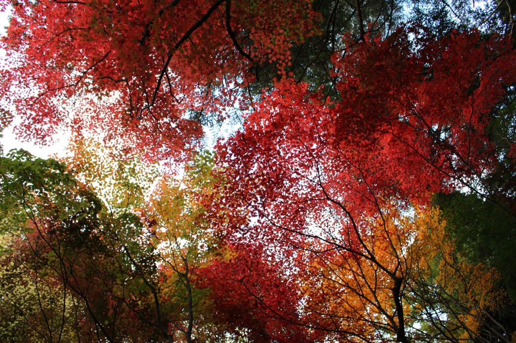 彩りの空
