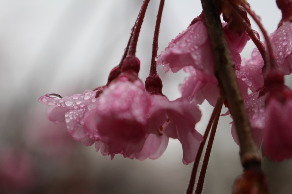 桜 No.7