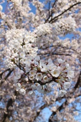 桜 No.1