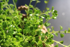 窓辺Green