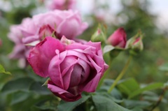 薔薇の蕾