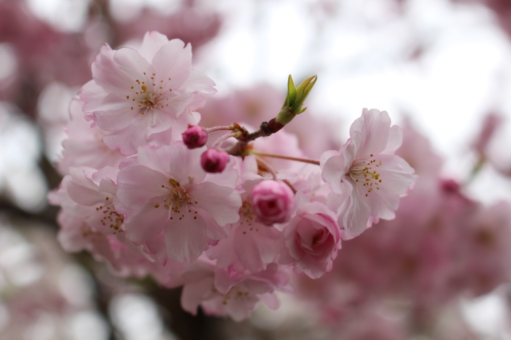 桜 No.8