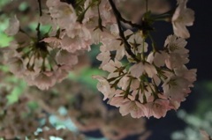 桜 No.6