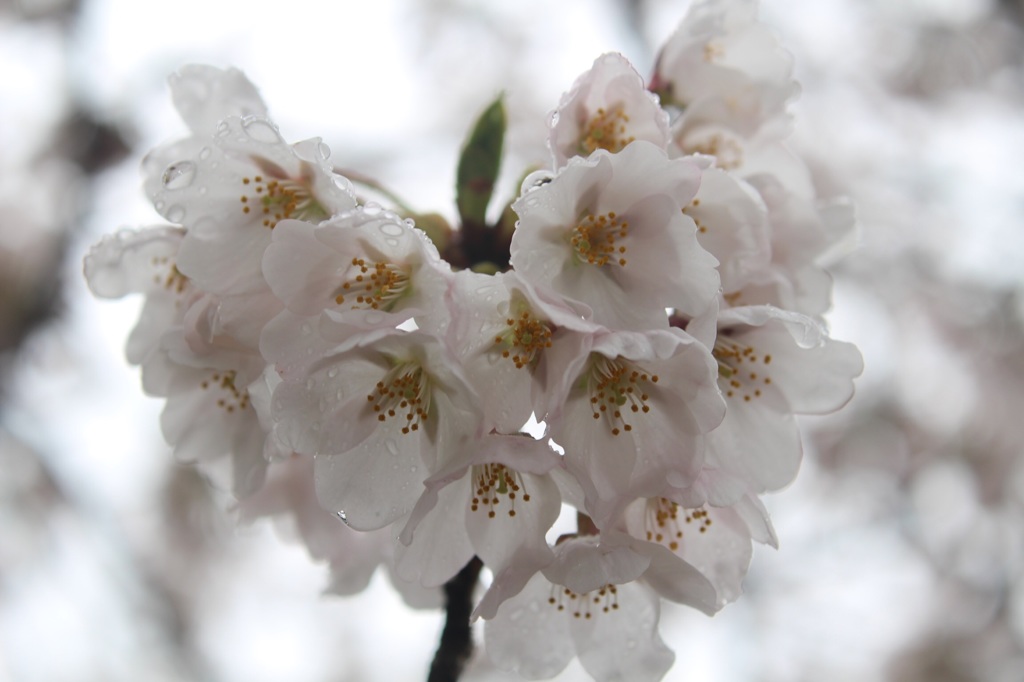 桜 No.3