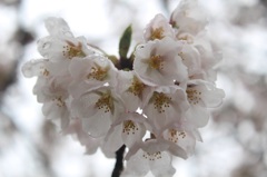 桜 No.3
