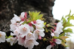 桜 No.12