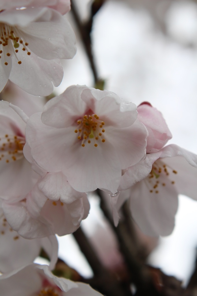 桜 No.10
