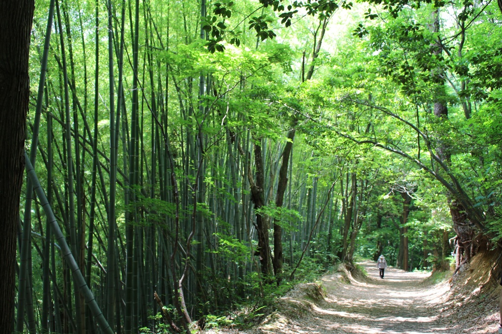 森林アーチ
